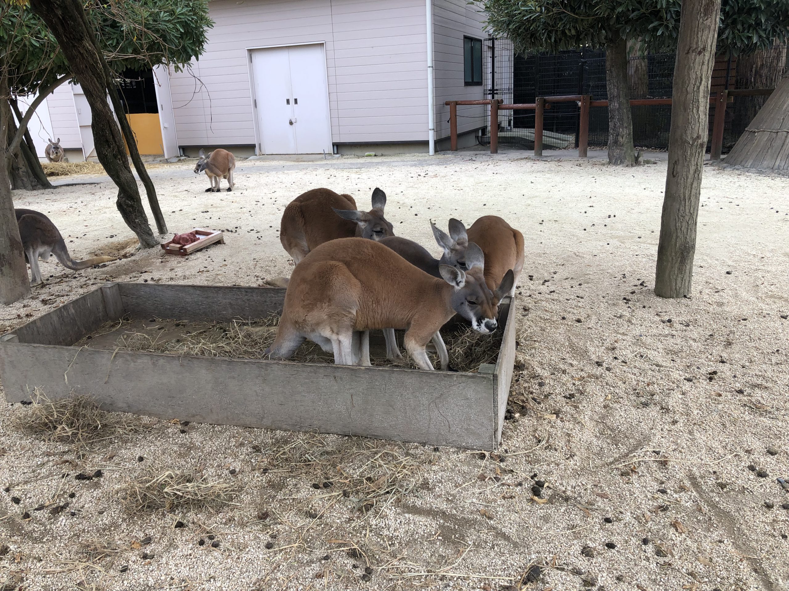 東武動物公園 Retoreレトレ吉祥寺 買取入荷ブログ
