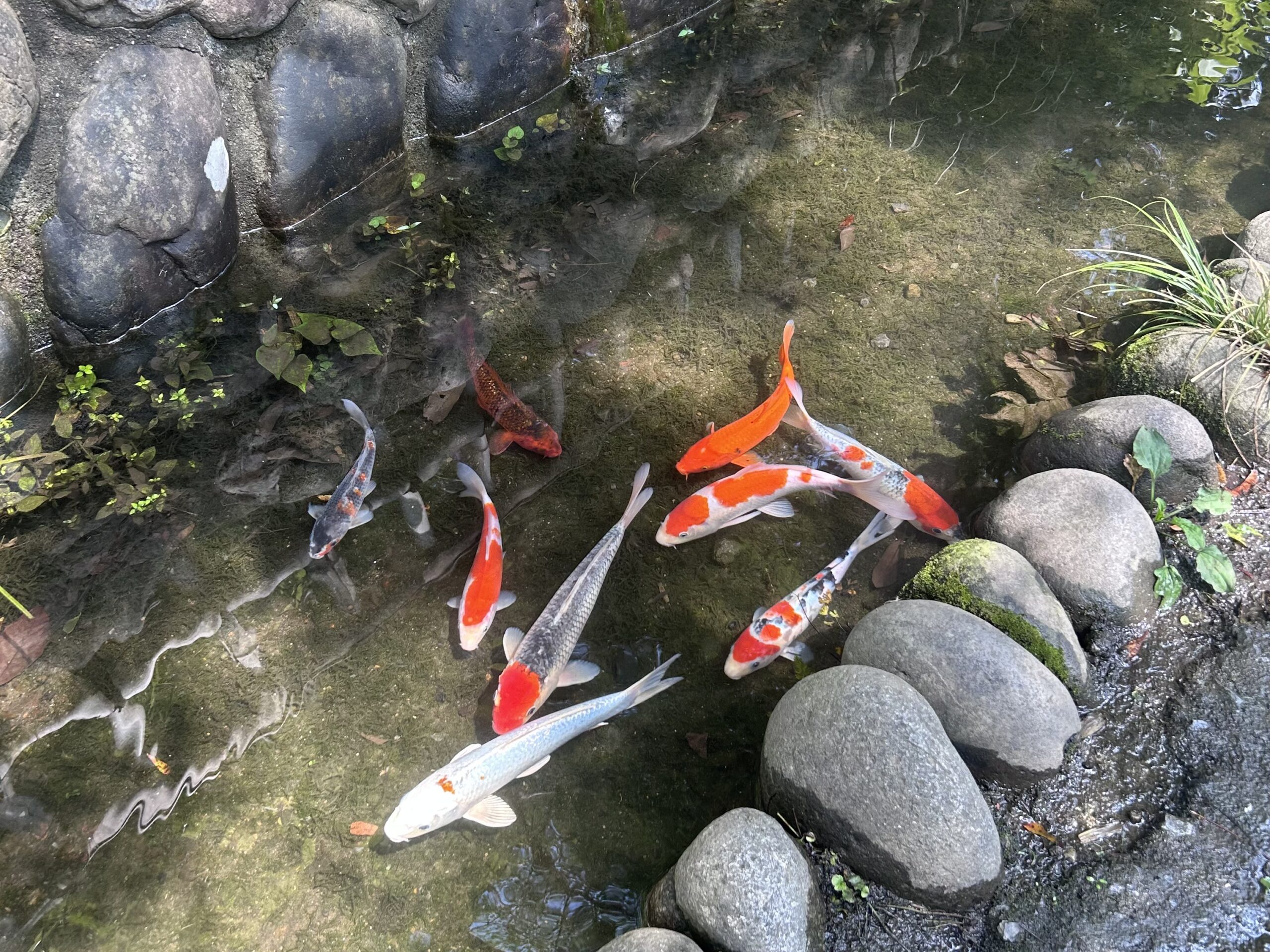 【STAFF BLOG by mako】深大寺